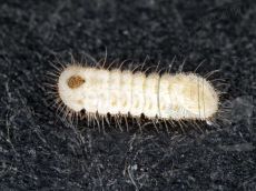 Голубянка-арион_гусеница_II_4